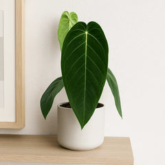 40 - 50cm Anthurium Warocqueanum x Waterburyanum House Plant 14 cm Pot