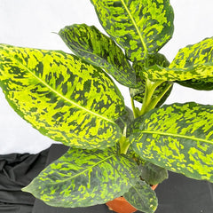 40 - 50cm Dieffenbachia Reflector Dumb Cane 17cm Pot House Plant