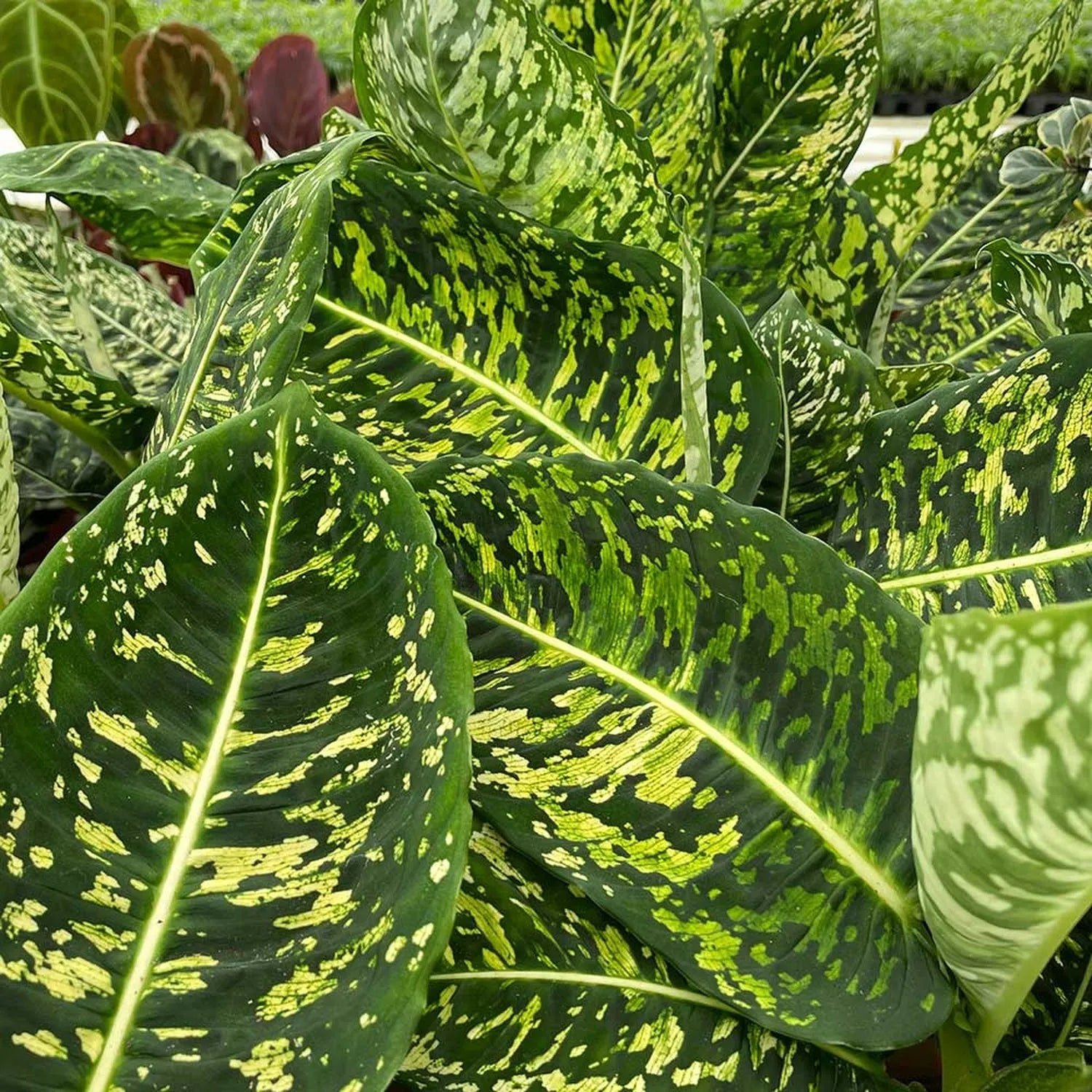 40 - 50cm Dieffenbachia Reflector Dumb Cane 17cm Pot House Plant