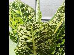 40 - 50cm Dieffenbachia Reflector Dumb Cane 17cm Pot House Plant
