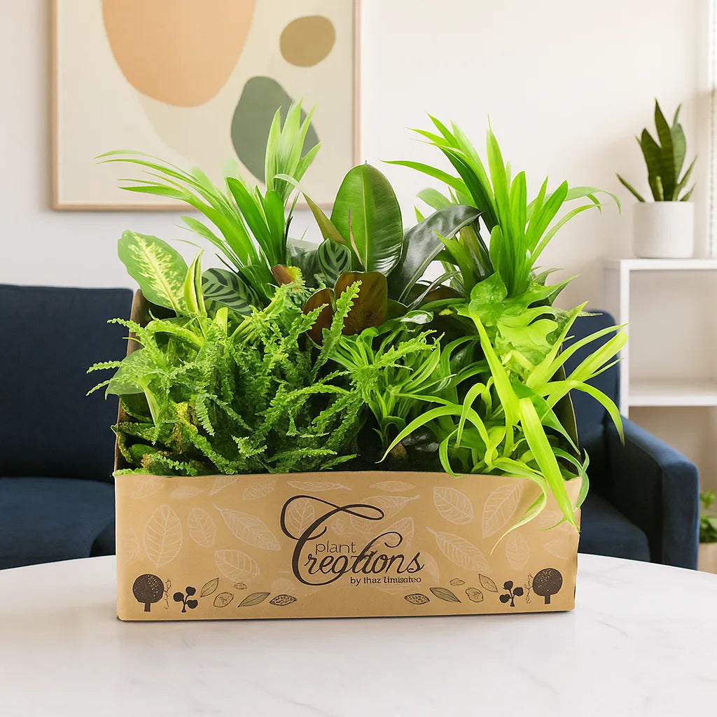 40 - 50cm Houseplant Gift Set 12 x 12cm Pots Plants