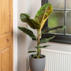 40 - 50cm Musa Dwarf Cavendish 19cm Pot House Plant