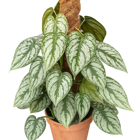 40 - 50cm Philodendron Brandtianum on Mosspole 16cm Pot House Plant