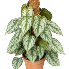 40 - 50cm Philodendron Brandtianum on Mosspole 16cm Pot House Plant