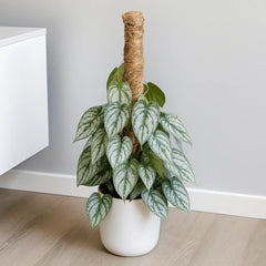 40 - 50cm Philodendron Brandtianum on Mosspole 16cm Pot House Plant