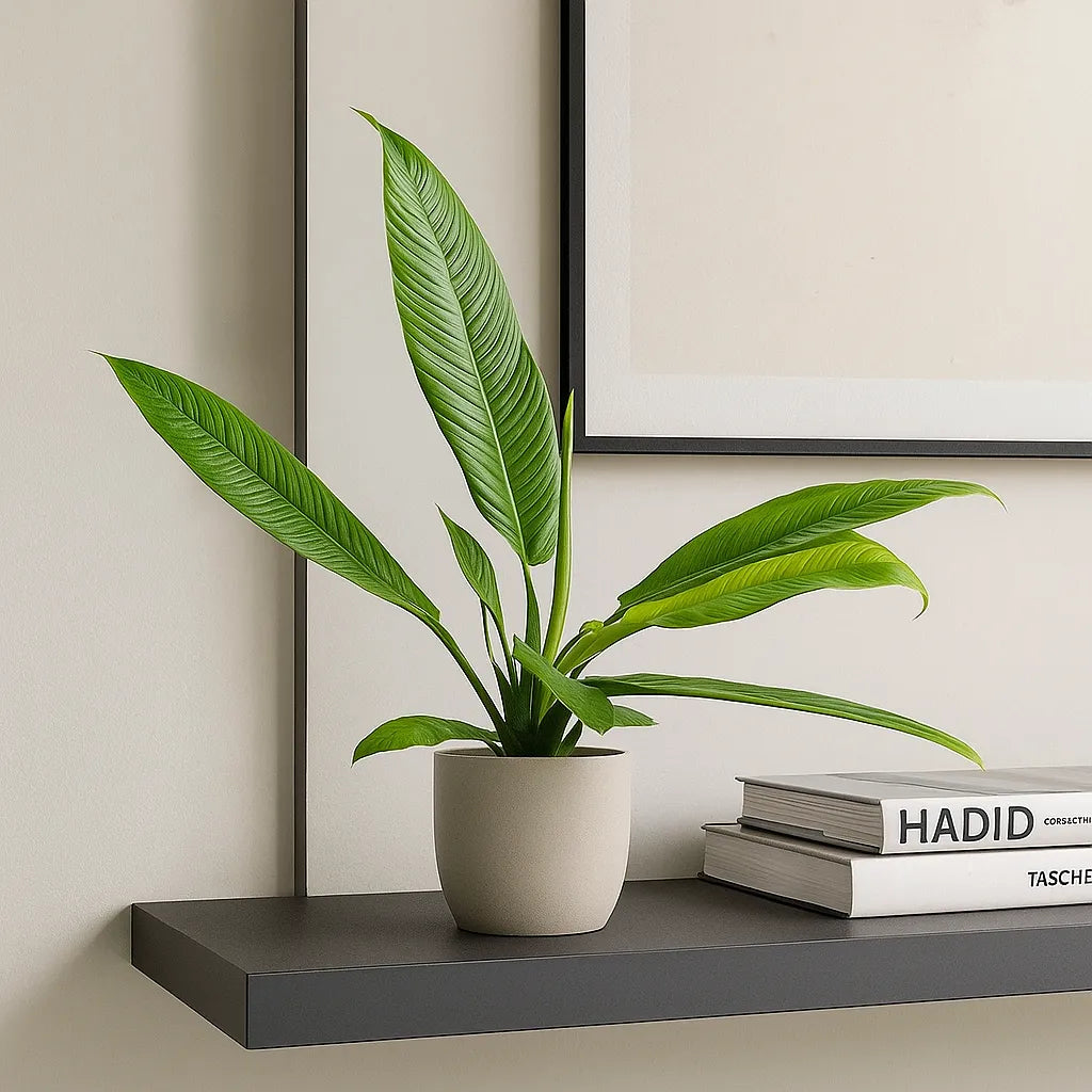 40 - 50cm Philodendron Campii Lynette 14cm Pot House Plant