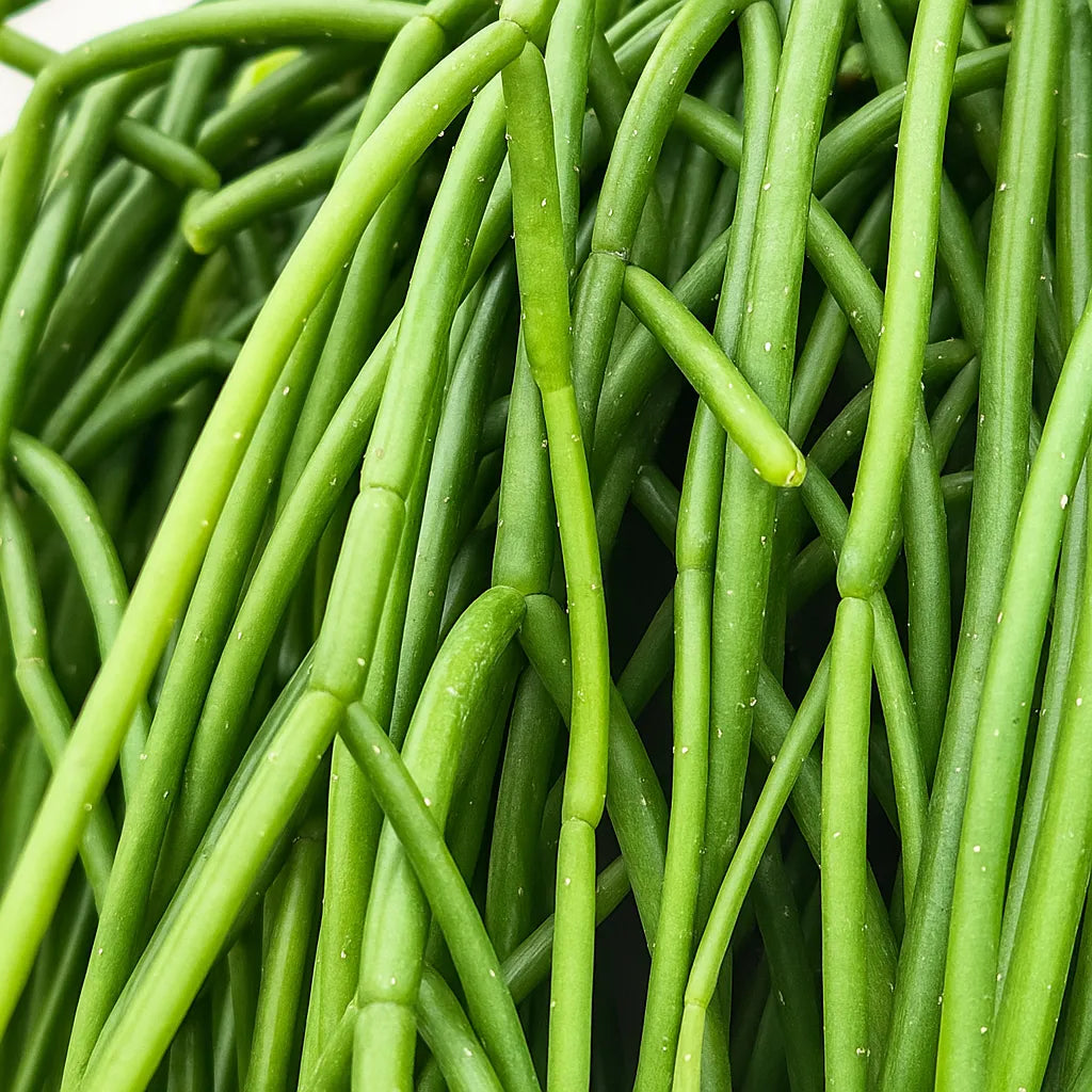 40 - 50cm Rhipsalis Heteroclada in Hanging Pot 15cm Pot House Plant