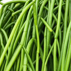 40 - 50cm Rhipsalis Heteroclada in Hanging Pot 15cm Pot House Plant