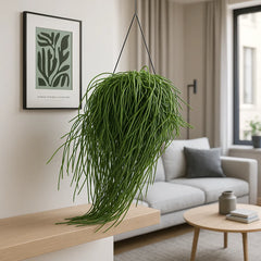 40 - 50cm Rhipsalis Heteroclada in Hanging Pot 15cm Pot House Plant