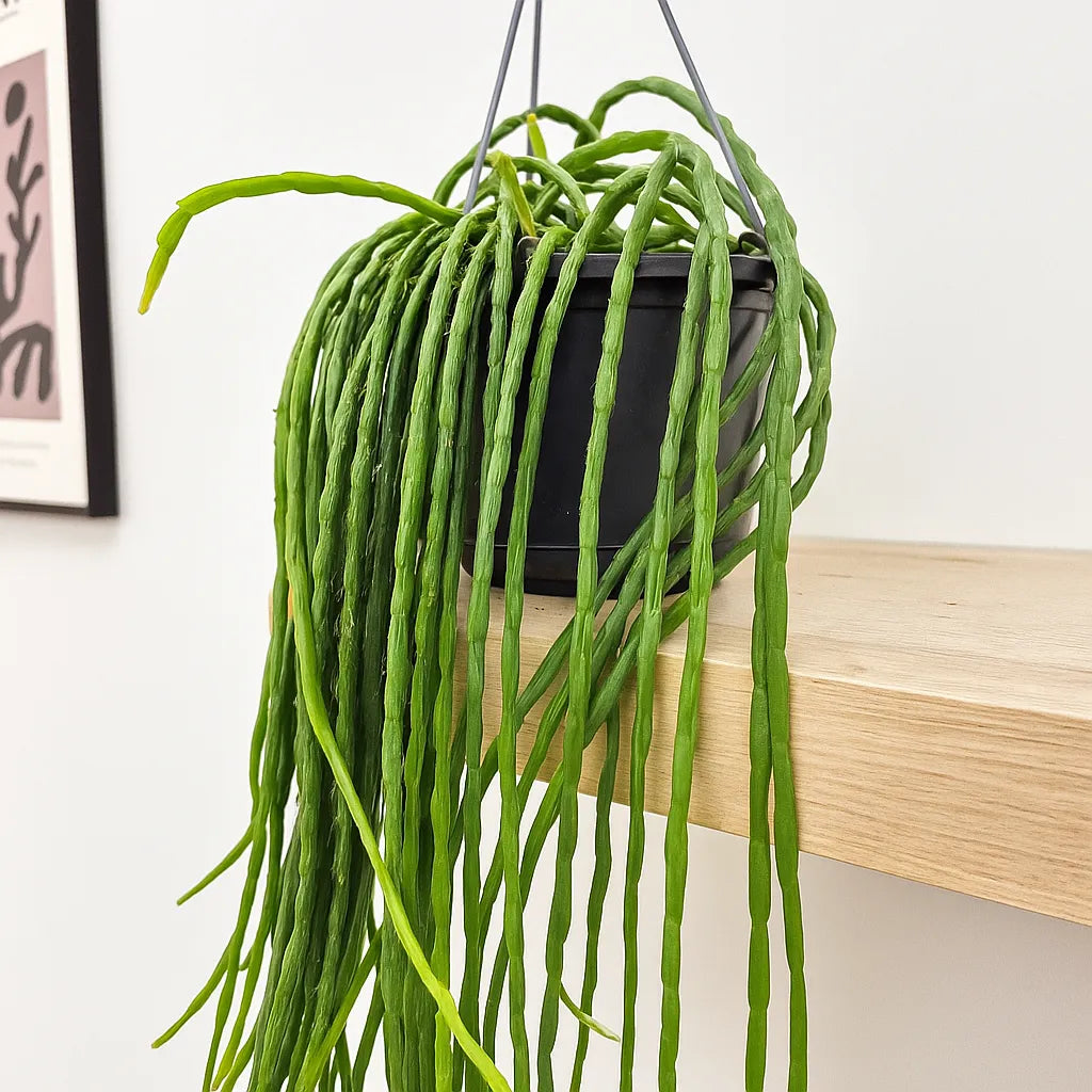 40 - 50cm Rhipsalis Paradoxa Minor in Hanging Pot 15cm Pot House Plant