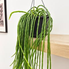 40 - 50cm Rhipsalis Paradoxa Minor in Hanging Pot 15cm Pot House Plant