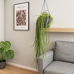 40 - 50cm Rhipsalis Paradoxa Minor in Hanging Pot 15cm Pot House Plant