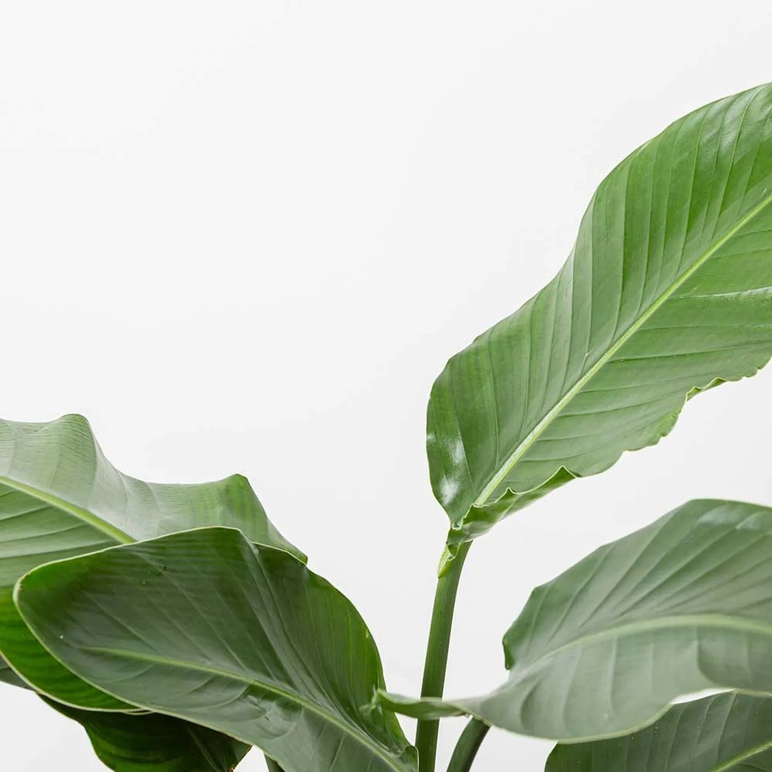 40 - 50cm Strelitzia Reginae Bird of Paradise 12cm Pot House Plant