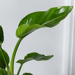 40 - 50cm Strelitzia Reginae Bird of Paradise 12cm Pot House Plant