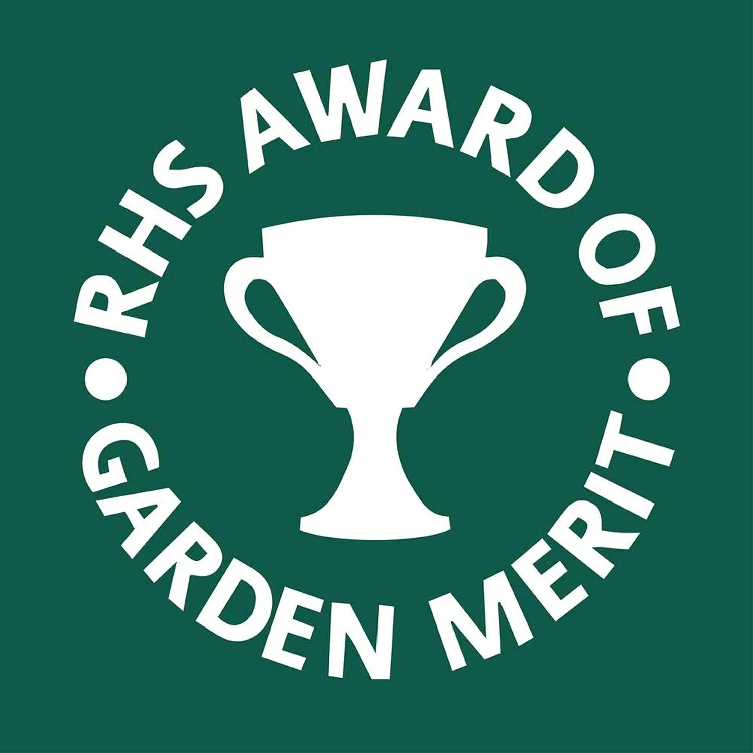 40 - 50cm Variegated Monstera - Monstera Variegata Albo Cheese Plant 17cm Pot House Plant