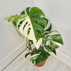 40 - 50cm Variegated Monstera Albo 17cm Pot House Plant (Choose Your Own)