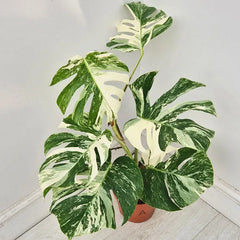 40 - 50cm Variegated Monstera Albo 17cm Pot House Plant (Choose Your Own)