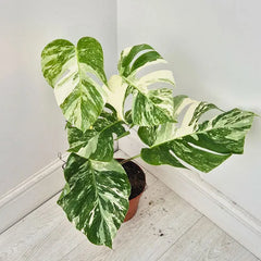 40 - 50cm Variegated Monstera Albo 17cm Pot House Plant (Choose Your Own)