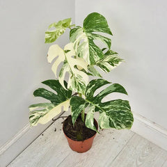 40 - 50cm Variegated Monstera Albo 17cm Pot House Plant (Choose Your Own)