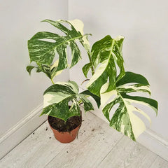40 - 50cm Variegated Monstera Albo 17cm Pot House Plant (Choose Your Own)
