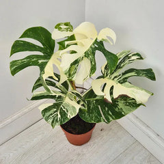 40 - 50cm Variegated Monstera Albo 17cm Pot House Plant (Choose Your Own)