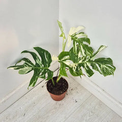 40 - 50cm Variegated Monstera Albo 17cm Pot House Plant (Choose Your Own)