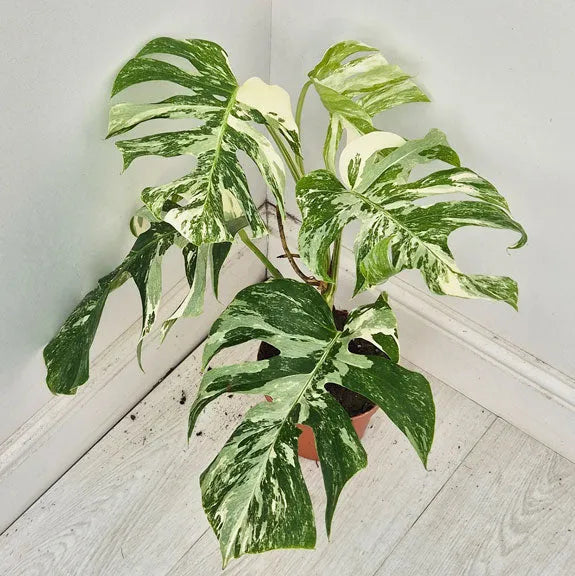 40 - 50cm Variegated Monstera Albo 17cm Pot House Plant (Choose Your Own)