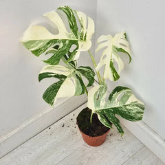 40 - 50cm Variegated Monstera Albo 17cm Pot House Plant (Choose Your Own)