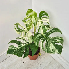 40 - 50cm Variegated Monstera Albo 17cm Pot House Plant (Choose Your Own)