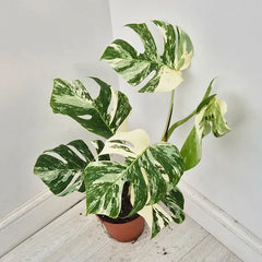 40 - 50cm Variegated Monstera Albo 17cm Pot House Plant (Choose Your Own)