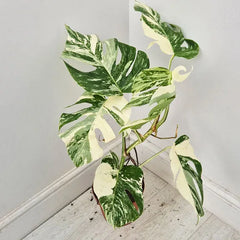 40 - 50cm Variegated Monstera Albo 17cm Pot House Plant (Choose Your Own)
