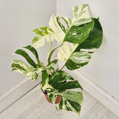 40 - 50cm Variegated Monstera Albo 17cm Pot House Plant (Choose Your Own)