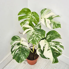 40 - 50cm Variegated Monstera Albo 17cm Pot House Plant (Choose Your Own)
