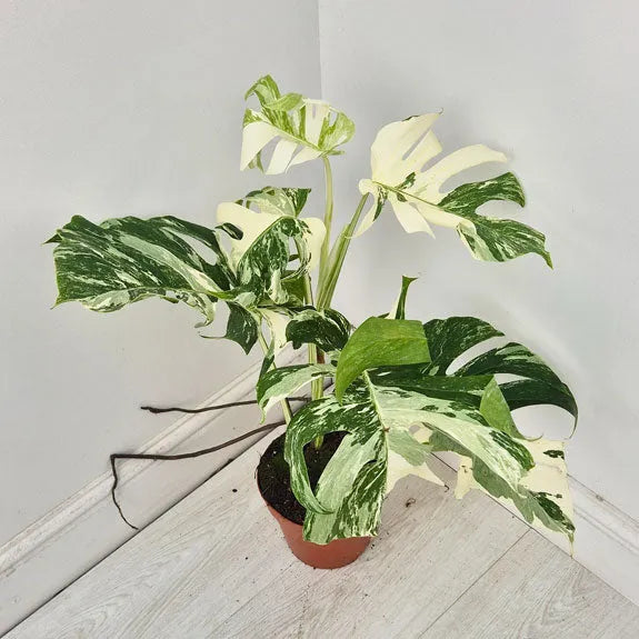 40 - 50cm Variegated Monstera Albo 17cm Pot House Plant (Choose Your Own)