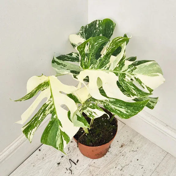 40 - 50cm Variegated Monstera Albo 17cm Pot House Plant (Choose Your Own)