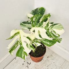 40 - 50cm Variegated Monstera Albo 17cm Pot House Plant (Choose Your Own)