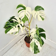 40 - 50cm Variegated Monstera Albo 17cm Pot House Plant (Choose Your Own)