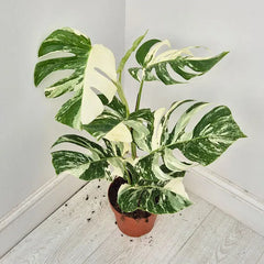 40 - 50cm Variegated Monstera Albo 17cm Pot House Plant (Choose Your Own)