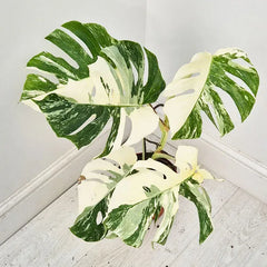 40 - 50cm Variegated Monstera Albo 17cm Pot House Plant (Choose Your Own)