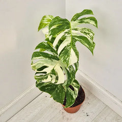 40 - 50cm Variegated Monstera Albo 17cm Pot House Plant (Choose Your Own)