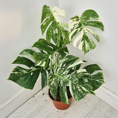 40 - 50cm Variegated Monstera Albo 17cm Pot House Plant (Choose Your Own)