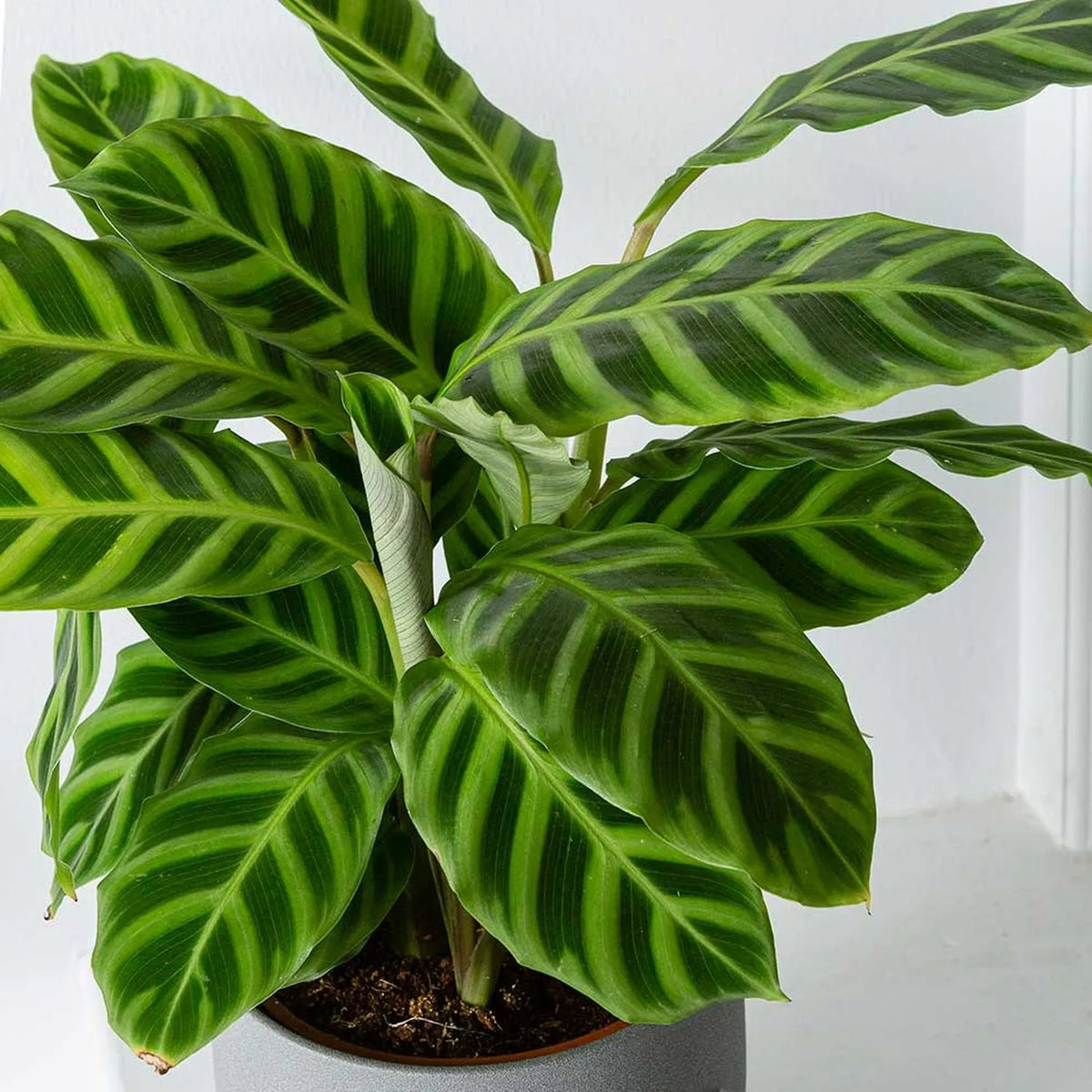 40 - 55cm Calathea Zebrina Prayer Plant 14cm Pot House Plant