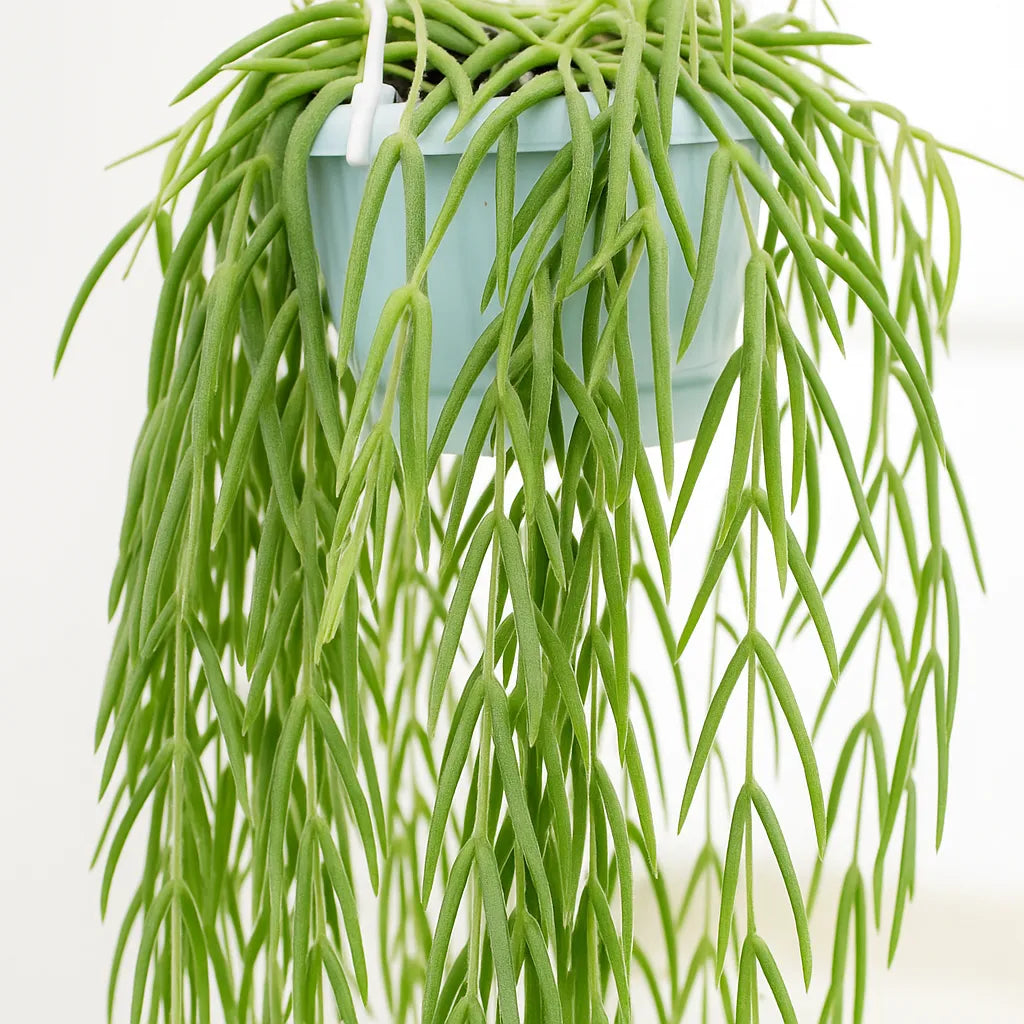 40 - 60cm Hoya Linearis in Hanging Pot Wax Plant 14cm Pot House Plant