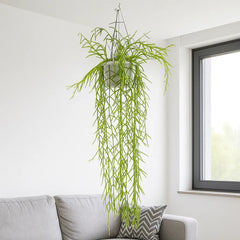 40 - 60cm Hoya Linearis in Hanging Pot Wax Plant 14cm Pot House Plant