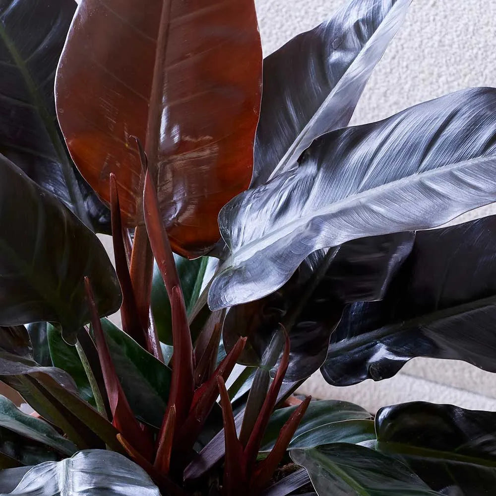 40 - 60cm Philodendron Imperial Red 24cm Pot House Plant