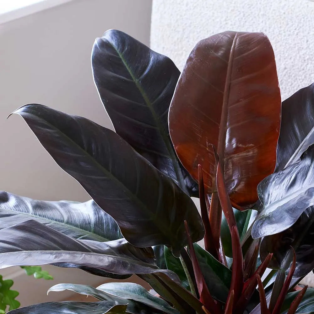40 - 60cm Philodendron Imperial Red 24cm Pot House Plant