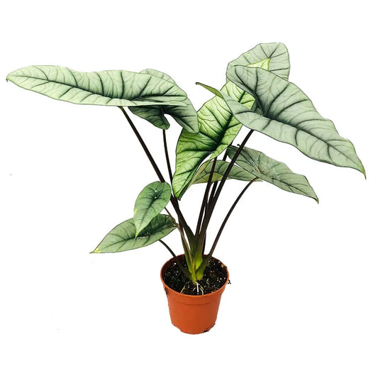 40 cm Alocasia Platinum House Plant 14 cm Pot