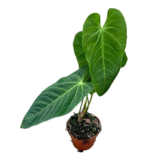 40 cm Anthurium Queremalense House Plant 17 cm Pot