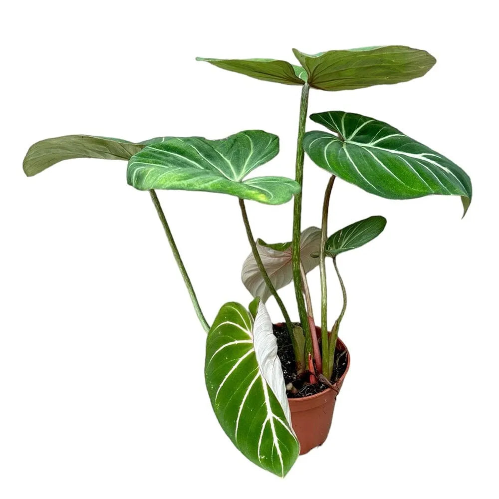 40 cm Philodendron Gloriosum House Plant 14 cm Pot