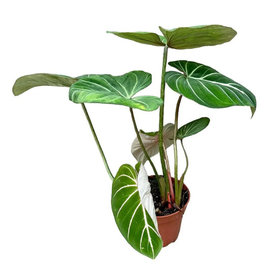 40 cm Philodendron Gloriosum House Plant 14 cm Pot